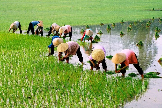 3 Hours Motorbike Tour in Hoi An Countryside. - Hotel pickup and drop-off: your easiest ticket to the countryside