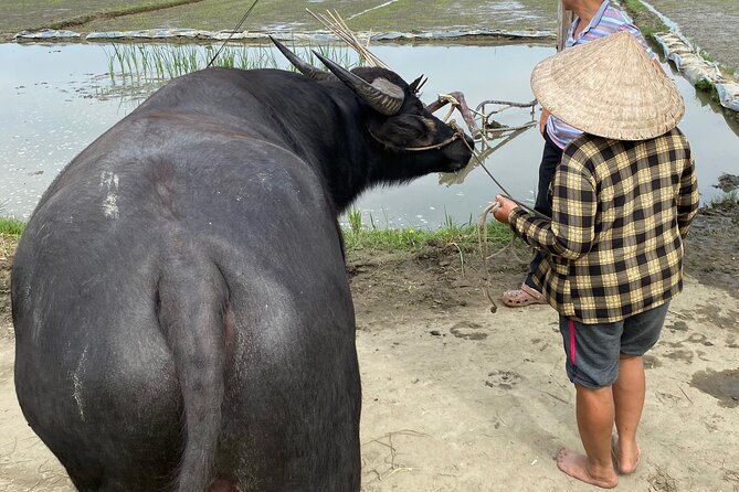 5-Hour Discovery Countryside by Cycling, Buffalo and Basket Boat - Meeting water buffalo: calm animals, active feeding, real farm handling
