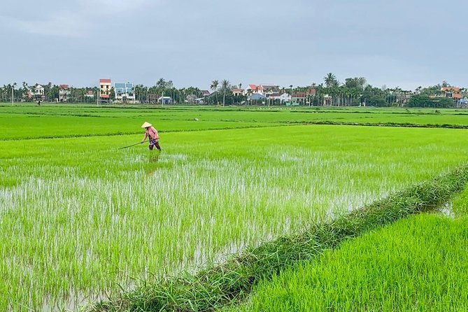 Buffalo Riding and basket boat tour from Da Nang/ Hoi An - Pickup at Da Nang, Then Straight to Cam Thanh