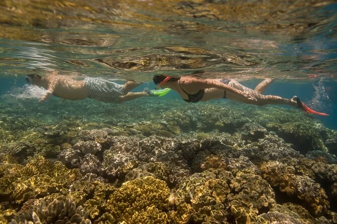 Cham Island Daily-Snorkeling(Optional:Pick up at Cua Dai Port) - What Can Go Wrong (and How to Prepare)