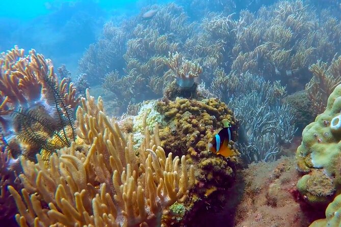 Cham Island Exploration Tour and Swimming with Local Guide - Cu Lao Cham by boat: timing, group size, and the ride vibe