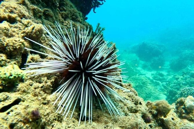 Cham Island Snorkeling Daily Group Tour, Sunbathing, nice beaches - Vietnamese seafood lunch: fresh, family style, and not fussy