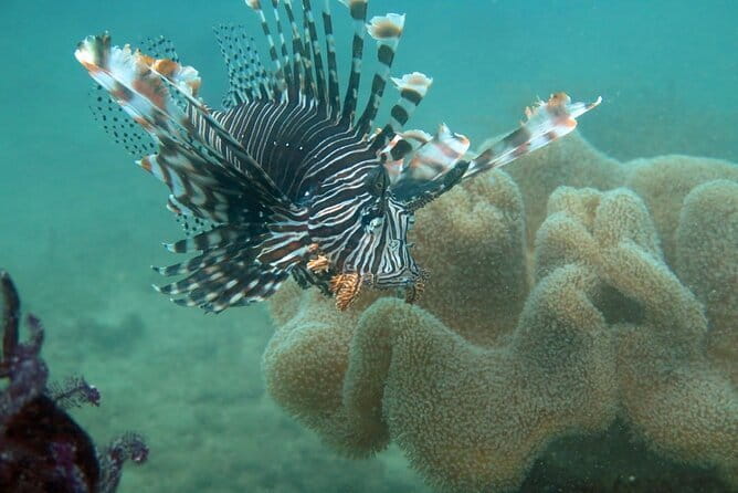 Cham Island Snorkeling Private Tour (Only Snorkeling & Beach) - Key things to know before you go