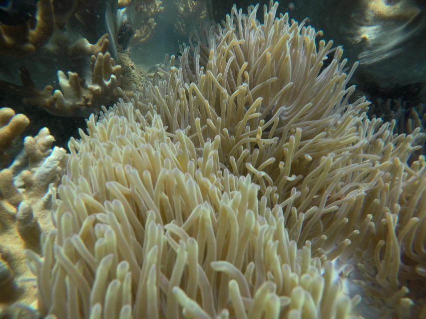 Cham Island: Underwater Walking & Snorkeling Tour - Who Should Book (and Who Should Skip)