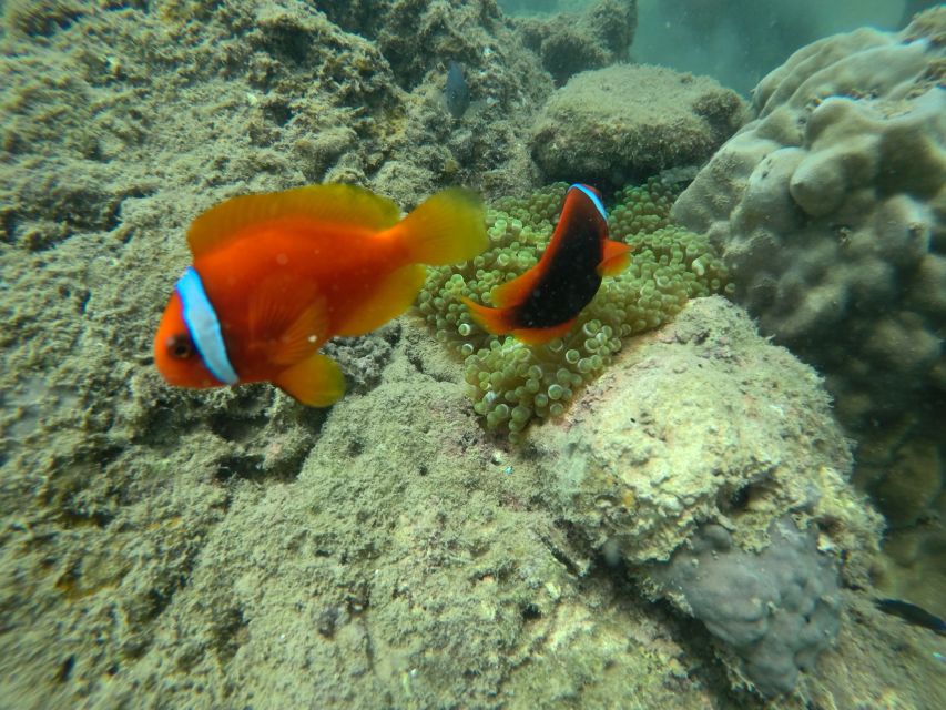 Cham Island: Underwater Walking & Snorkeling Tour - Underwater Walking 101: Helmet, Rail, and Hand Feeding
