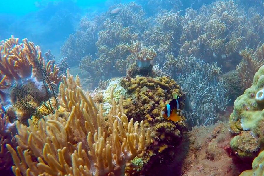Cham Island: Underwater Walking & Snorkeling Tour - Safety and Staff Support: What Makes It Feel Well Run