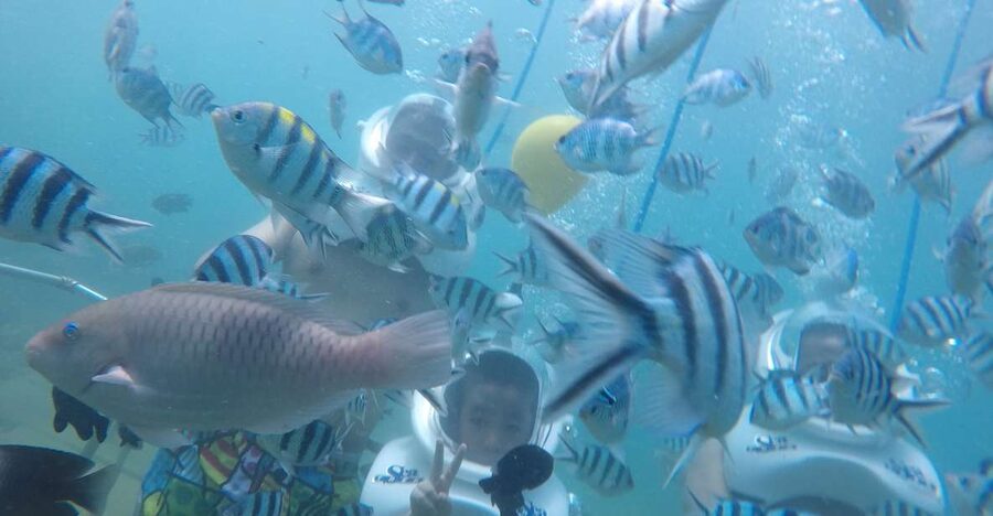 Cham Island: Underwater Walking & Snorkeling Tour - Hoi An and Da Nang Pickup, Cua Dai Wharf, and the Boat Ride Out