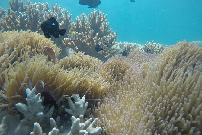 Cham Islands Snorkeling Tour by SpeedBoat from Da Nang - Snorkeling on Cham Islands, what’s included and what can affect your results