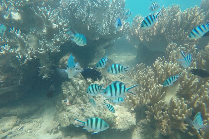 Cham Islands Snorkeling Tour by SpeedBoat from Da Nang - Practical notes that make your day smoother