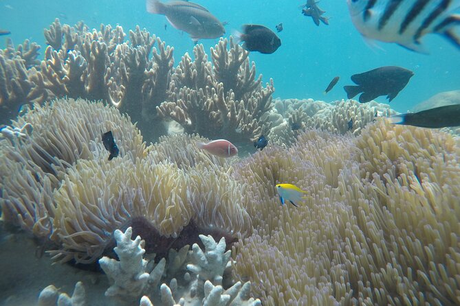 Cham Islands Snorkeling Tour by SpeedBoat from Da Nang - Should you book Cham Islands snorkeling with Sea Trek Viet Nam?