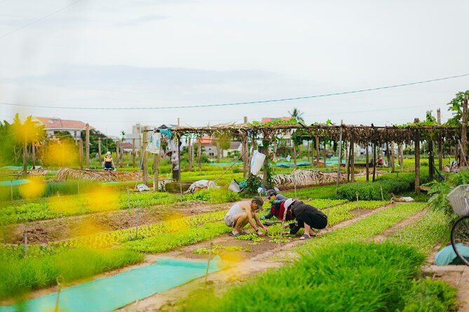Countryside Adventure Private Tour by Electric Car - Coconut Forest Area, Coconut Mangroves, and Basket Boat Scenery