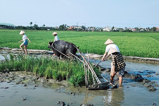 Cycling, Buffalo, Basket Boat ride in Hoi An - Water buffalo ride and feeding time