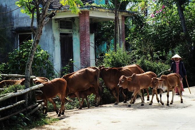 Discover The Hidden Charm Of Hoi An’s Countryside On A Bike Tour - The ride itself: 9 km, easy pace, and good morning timing