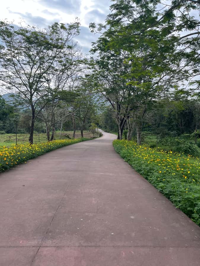 Early My Son tour/transfer to avoid crowd and the heat - Guided walk through the temple valley and Champa Kingdom stories