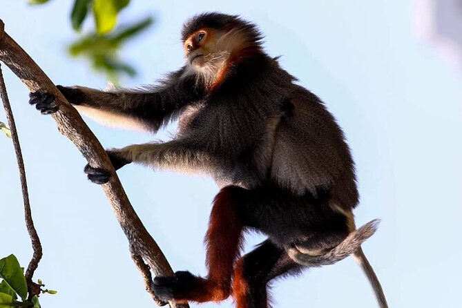 Endangered Monkeys Watching - Red Shanked Douc Langurs - Key things to know before you go