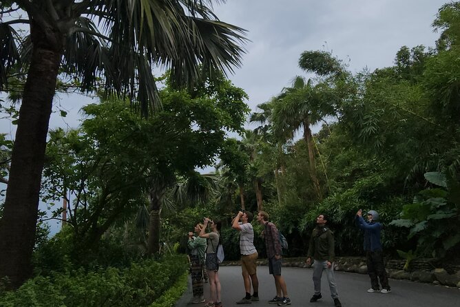 Endangered Monkeys Watching - Red Shanked Douc Langurs - From Esco Beach up to Monkey Mountain, here is how the day flows