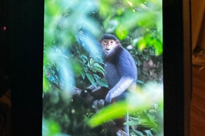 Endangered Monkeys Watching - Red Shanked Douc Langurs - Photography and the little extras that keep the day pleasant
