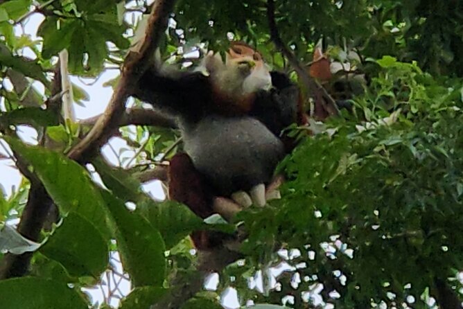Endangered Monkeys Watching - Red Shanked Douc Langurs - The scooter ride on Son Tra: safe driving and scenic stops you will feel