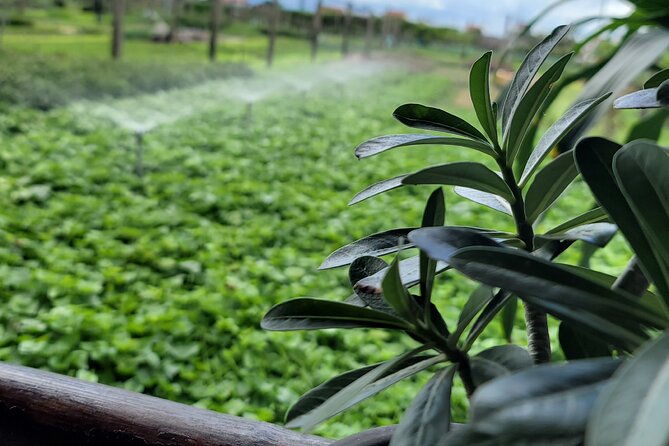 Explore Hoi An ancient town and local villages with a local guide - Cao Lau dinner or chicken rice: local noodles with a story