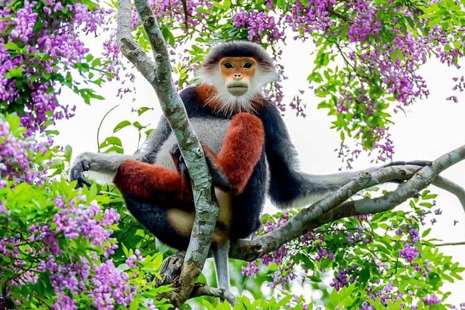Explore Son Tra Peninsula, Monkey Mountain, Lady Buddha half-day - Price and logistics: what $95 buys you in Da Nang