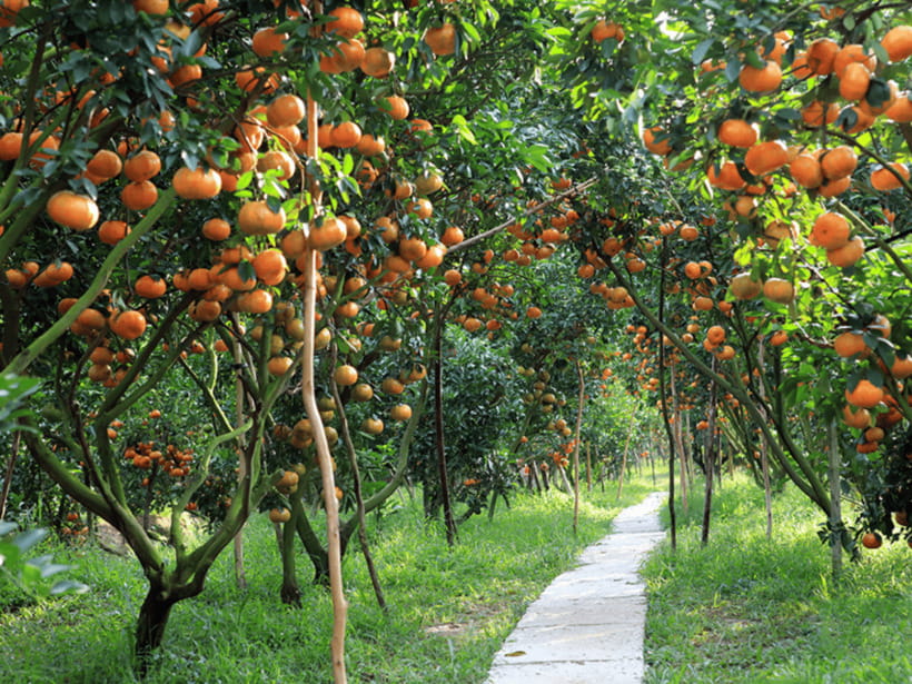 From Ho Chi Minh: My Tho Ben Tre Mekong with Lunch - Orchard garden fruit sampling with Southern traditional music
