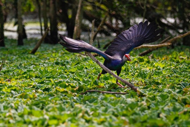 Full day: Hoi An - Bach Ma National Park - A Quick Heads-Up About Pace and Logistics