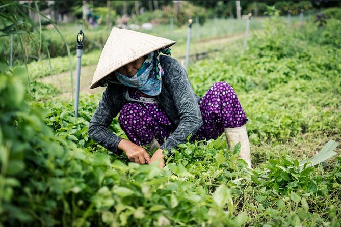 Half Day Cooking Class At Tra Que Vegetable Village Hoi An - What this experience teaches you about vegetable flavor