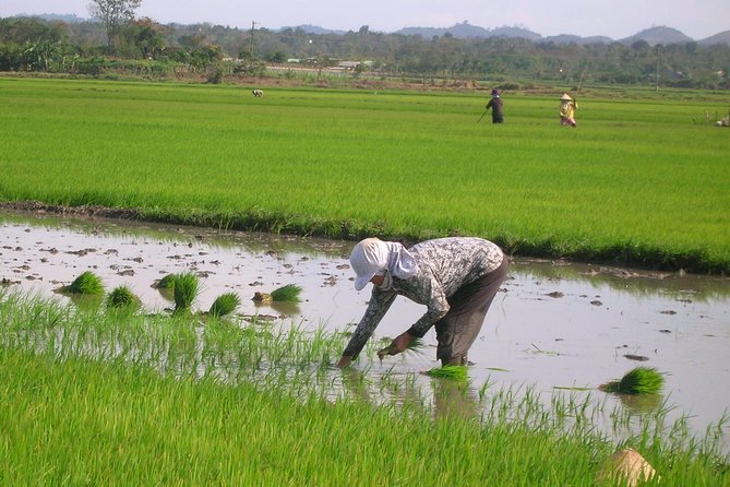 Half-Day Hoi An Countryside and Villages Tour by Bike - Price, Time, and What You Get for $49.99
