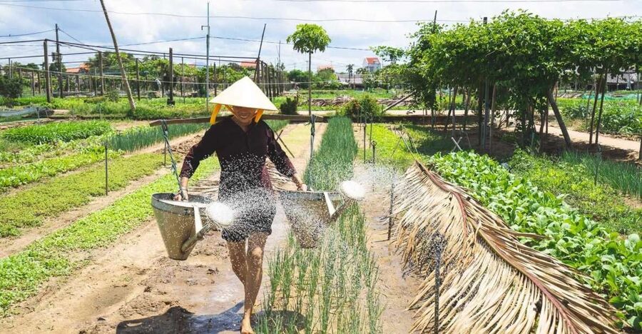 Hoi An: Authentic Cooking class in organic Herb Village - Key Highlights You Should Care About