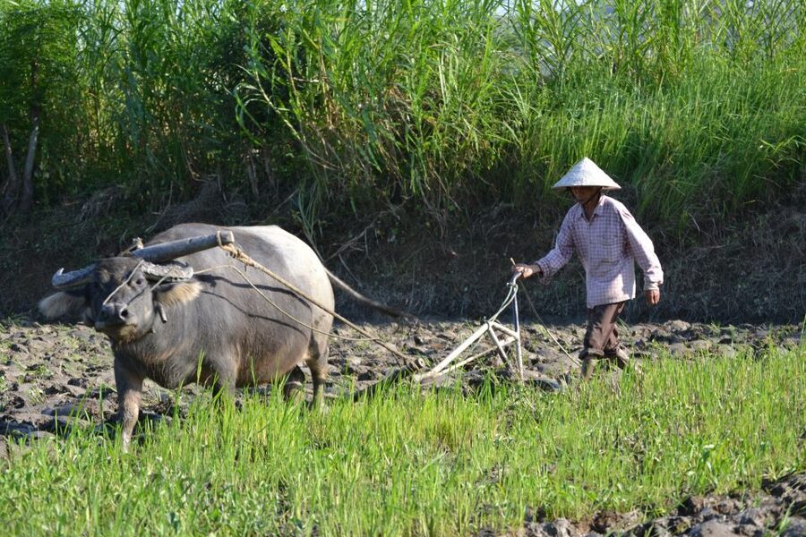 Hoi An Countryside Bicycle Tour : 25 Km Real Vietnam - Bamboo Bridge Crossings and Local Ferry Moments