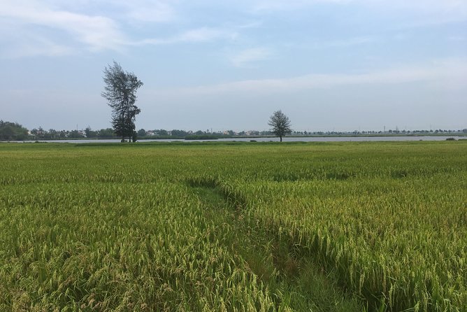 Hoi An countryside biking tour, water buffalo+ basket boat ride - Entering a quieter Hoi An, one ride at a time
