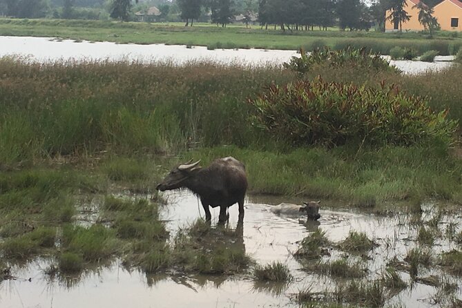 Hoi An countryside biking tour, water buffalo+ basket boat ride - The bike ride: what you’ll actually be cycling through