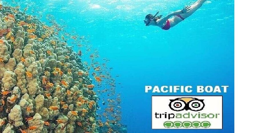 Hoi An/Da Nang: Snorkelling & Island-Hopping Speedboat Tour - Fish feeding at Tai Island: fun, but use your judgment
