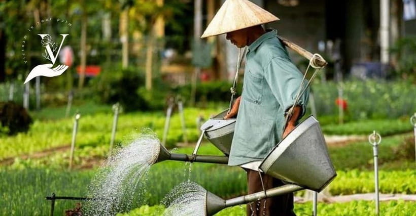 Hoi An Food Tour - Street Eats And Hoi An Hidden Gems - The Tasting Route: White Rose, Bahn Mi, and All the Stops Between