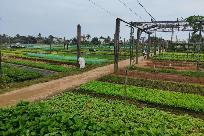 Hoi An Half-Day Bicycle Tour: Visit Herb Village, Row Basket Boat - Cam Thanh Village and the basket boat ride through waterways