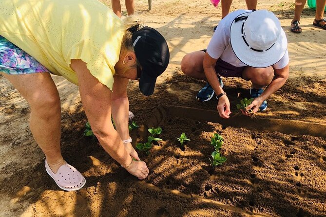 Hoi An Local Market and Vegetable Village Cooking Class - Tra Que Vegetable Village: organic farming and the herb lesson