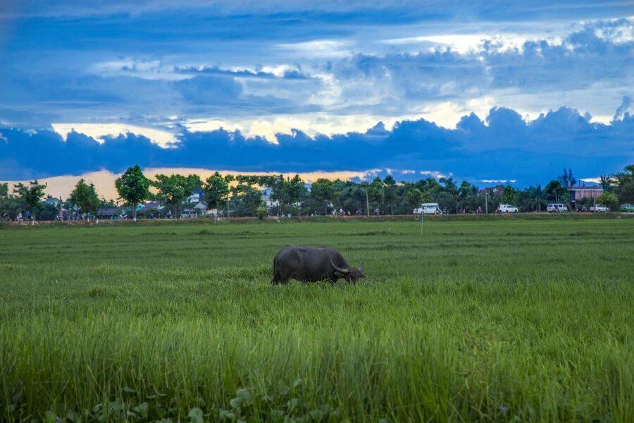 Hoi An: Private Evening Food Tour by Bike - Organic village herb picking, then Cao Lau made with your ingredients