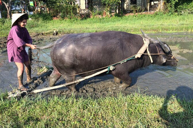 Hoi An Rice Farm Tour and Buffalo Riding with Local Home Meal - Meeting Farmers and Learning Wet Rice Farming the Hands-On Way