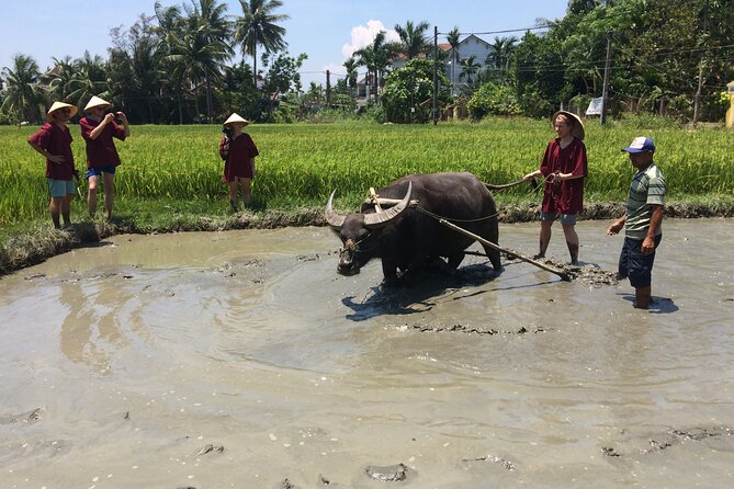 Hoi An Rice Farm Tour and Buffalo Riding with Local Home Meal - Live Cooking at a Local Home, Then Lunch With the Family