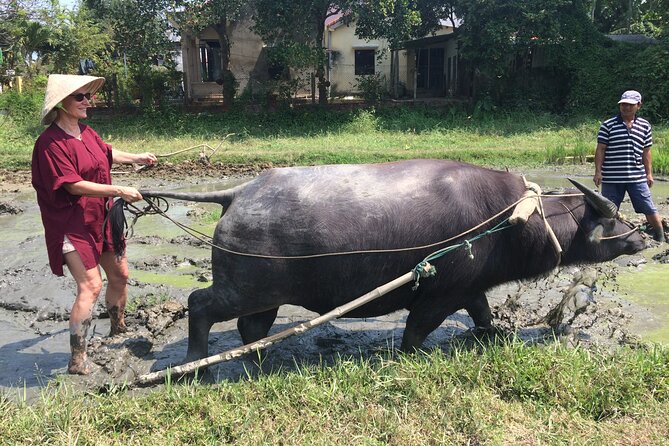 Hoi An Rice Farm Tour and Buffalo Riding with Local Home Meal - Price and Value: Is $60 a Good Deal?
