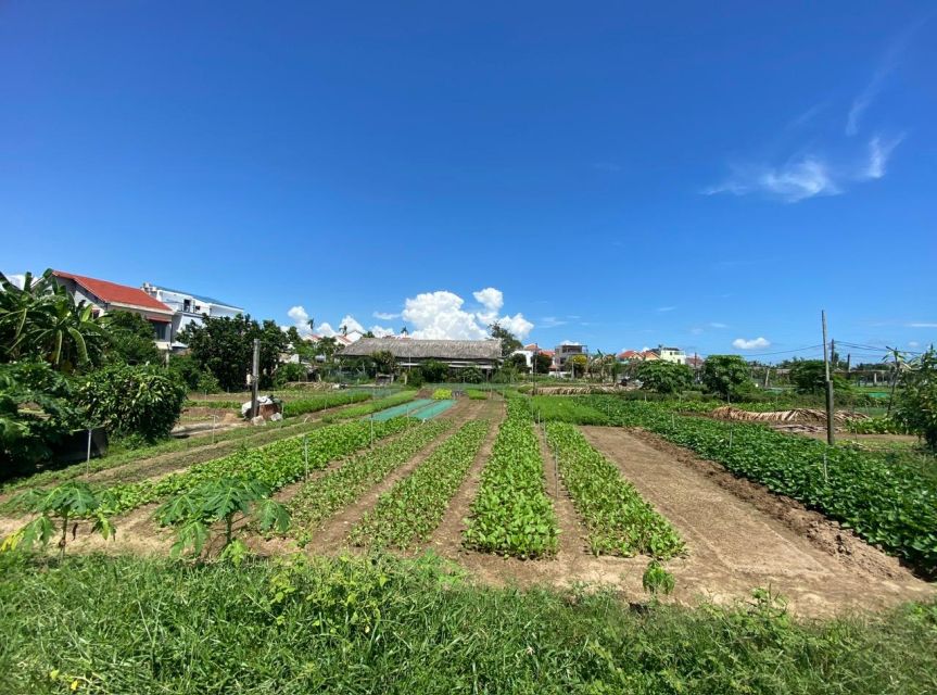 Hoi An: Rural Cycling Tour to Village with Basket Boat Ride - Meeting at 77 Tran Phu Street, and How the 3-Hour Flow Works