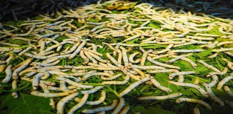 Hoi An: Silk Process, Lantern Making Workshop & Local Food - The pure silk vs fake silk stop, and how to shop smarter