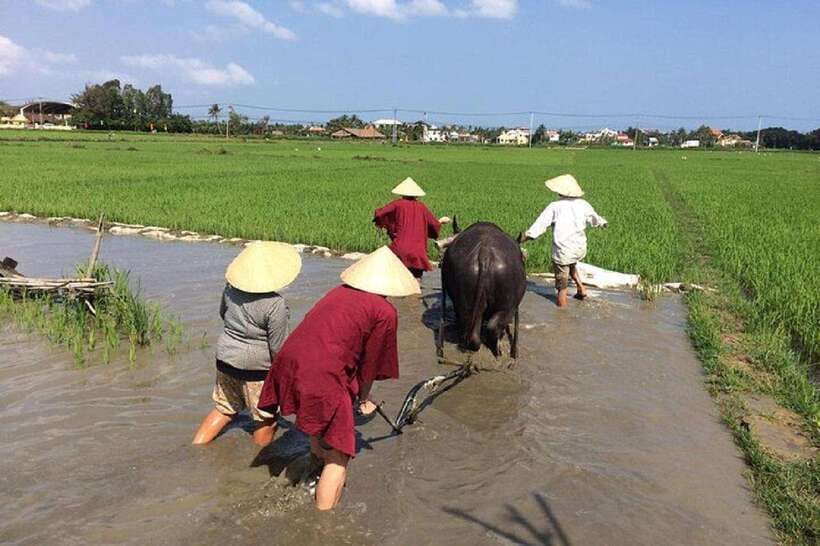 Hoi An Wet Rice Farming Tour-Basket Boat Tour Fishing-Lunch - Key Highlights to Know Before You Go