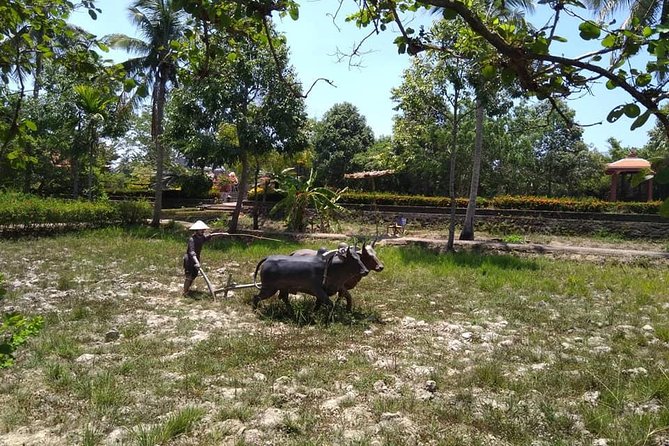 MY LAI MASSACRE Tour from Hotel in Da Nang City or Hoi An City ( Private Tour ) - Where the tour can fall short for some people