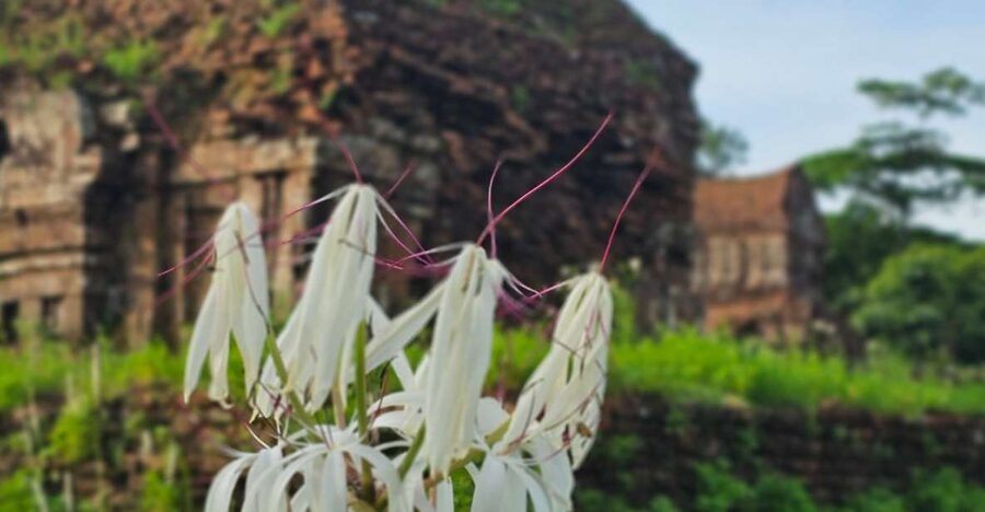 My Son Sanctuary Morning/Afternoon with Boat Trip and Banhmi - Timing, Duration, and How to Plan Your Day Around It
