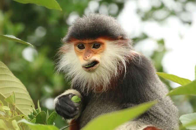 Red-shanked Douc - Private Motorbike Tour - Key things to know before you go