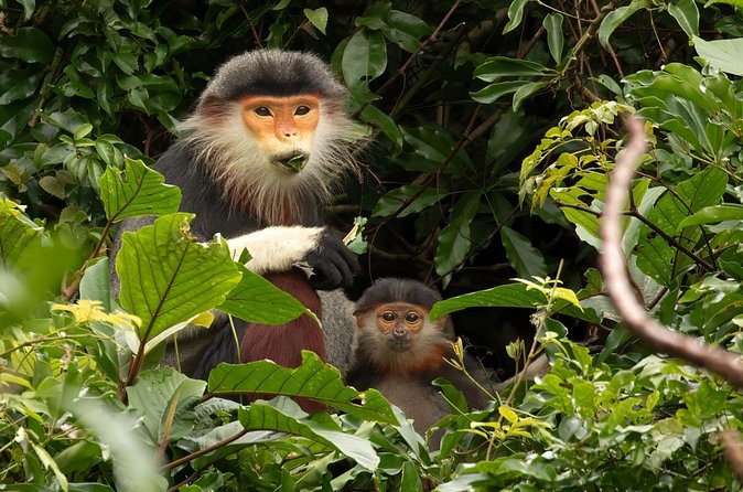 Red-shanked Douc - Private Motorbike Tour - Stop 1 on Son Tra Peninsula, tracking red-shanked doucs