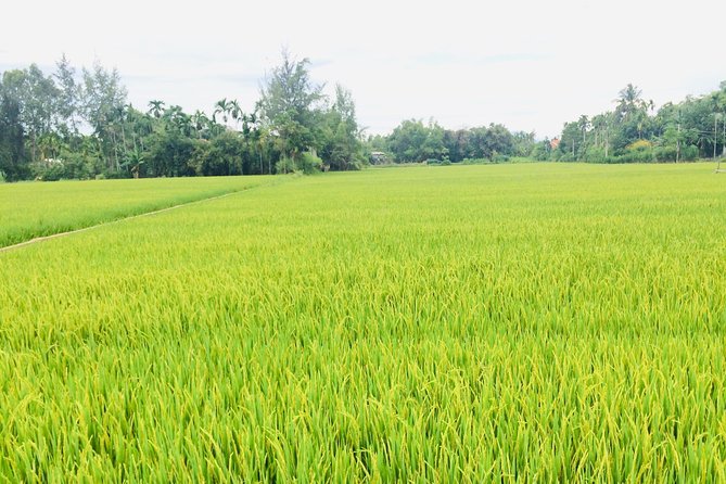 Riding Water Buffalo and Basket Boat Hoi An Private Bike Tour - Who this private countryside ride is for