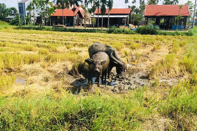Riding Water Buffalo and Basket Boat Hoi An Private Bike Tour - Stop 3: Bay Mau Coconut Forest, nipa palms, and basket boat fun