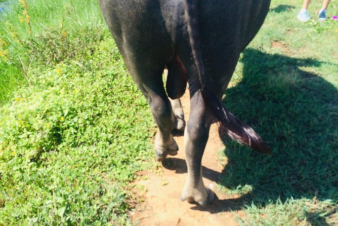 Riding Water Buffalo and Basket Boat Hoi An Private Bike Tour - Water buffalo ride: the highlight, the tradeoff